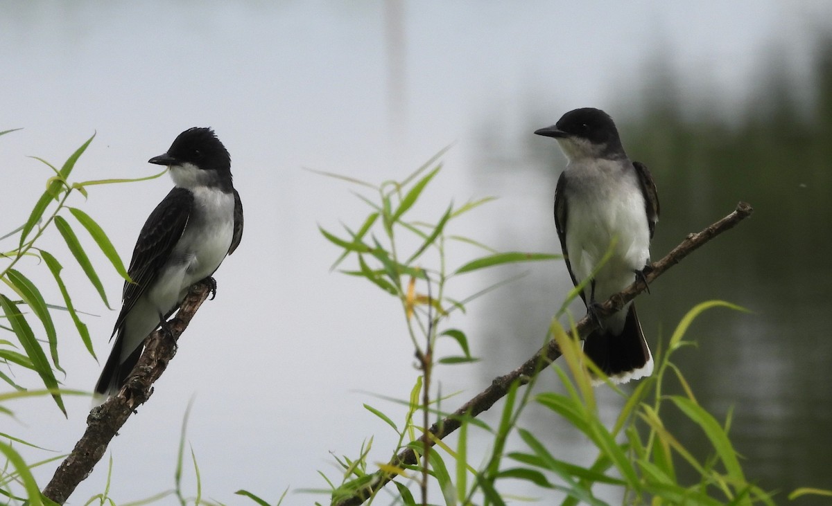 Eastern Kingbird - ML643207677