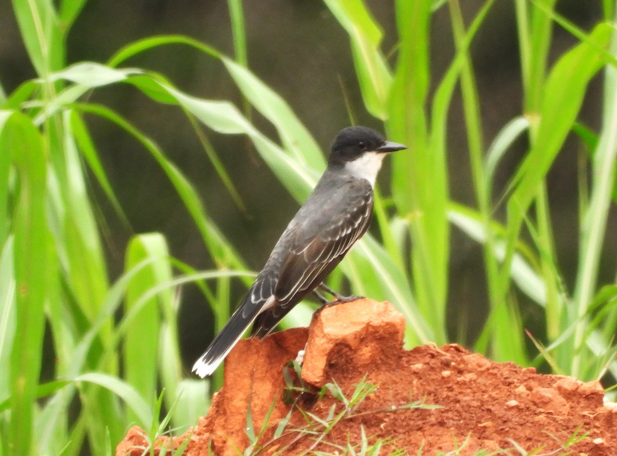 Eastern Kingbird - ML643207678