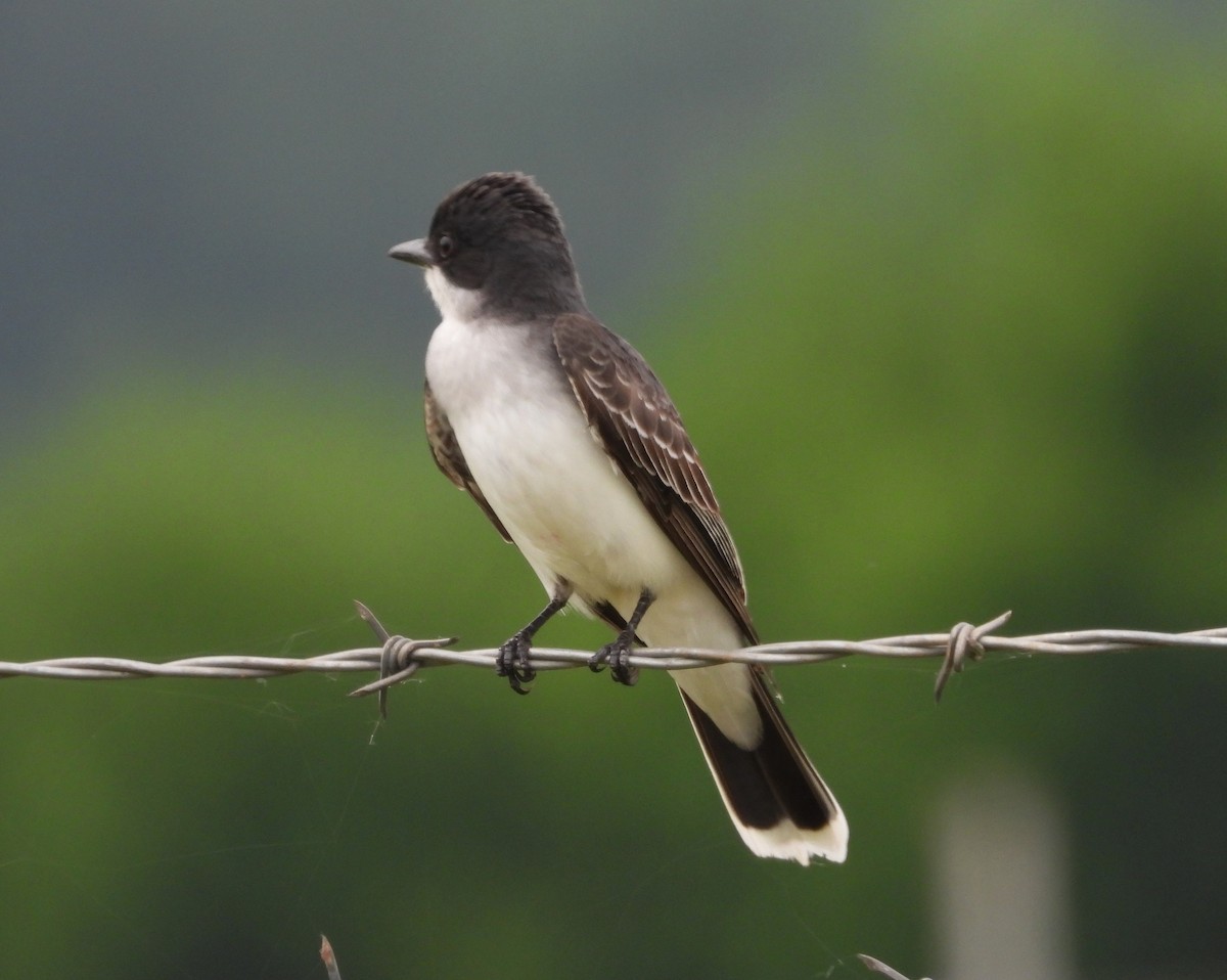Eastern Kingbird - ML643207679