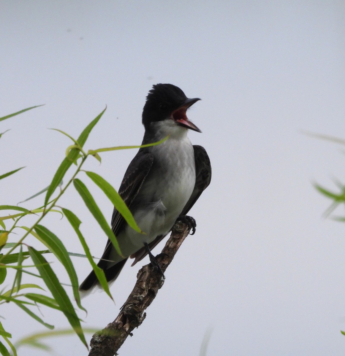 Eastern Kingbird - ML643207680