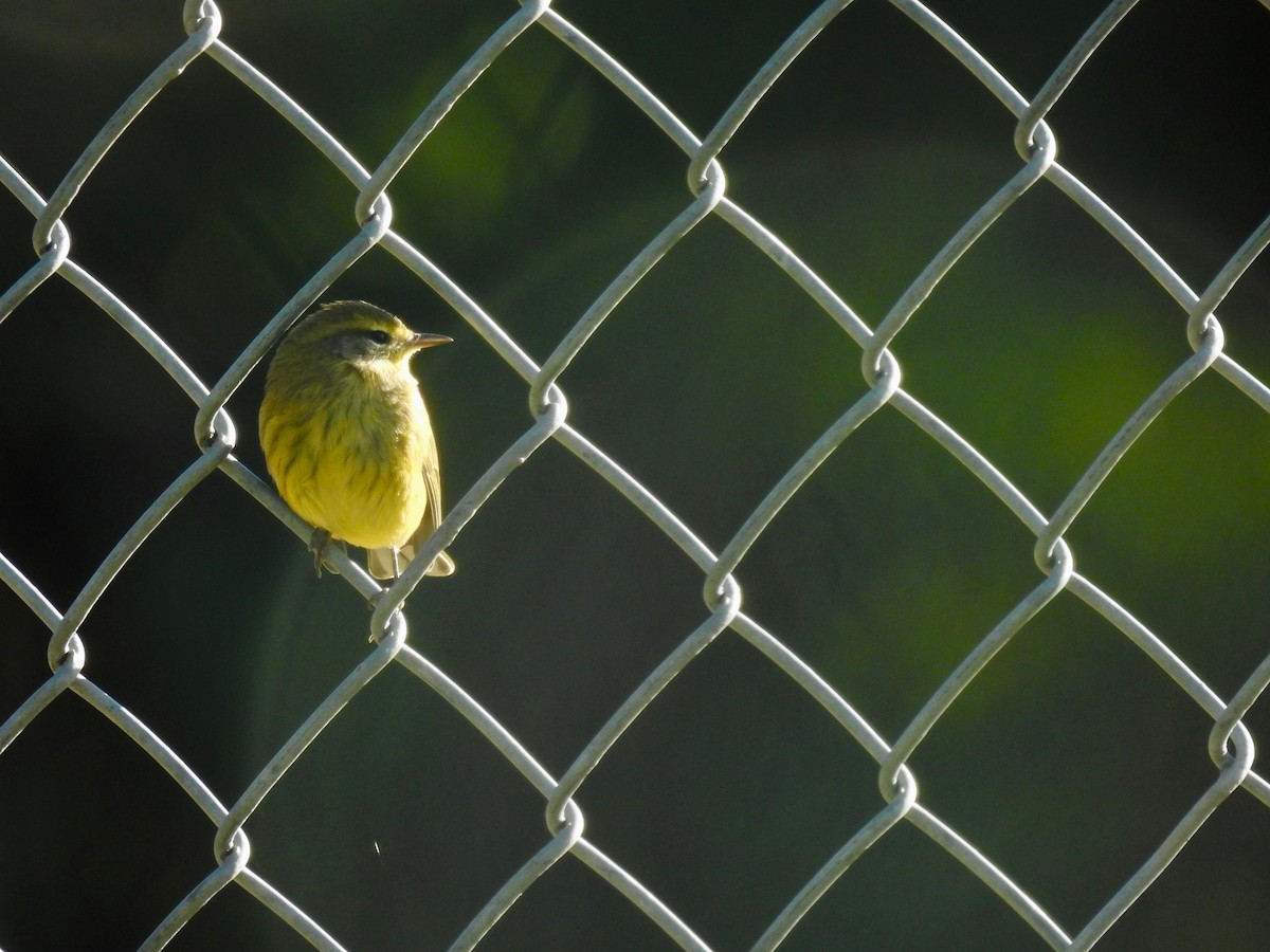 Palm Warbler (Yellow) - ML643207688