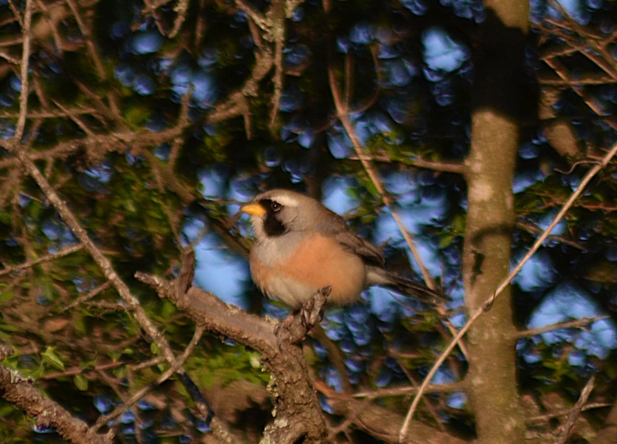 Saltator du Chaco - ML643207691