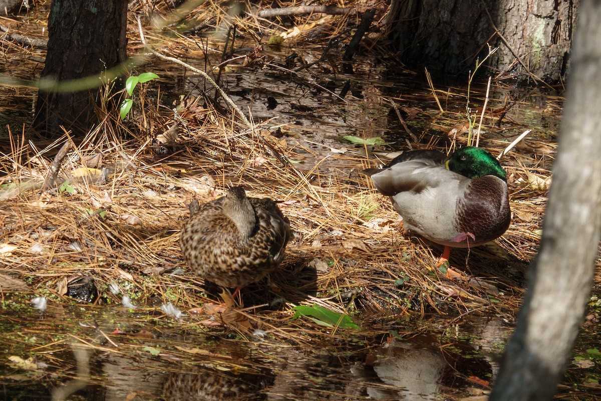 Mallard - ML643207692