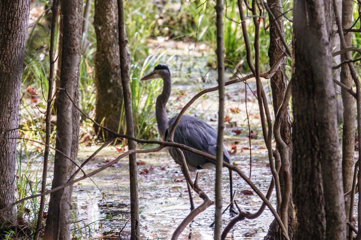 Great Blue Heron - ML643207697