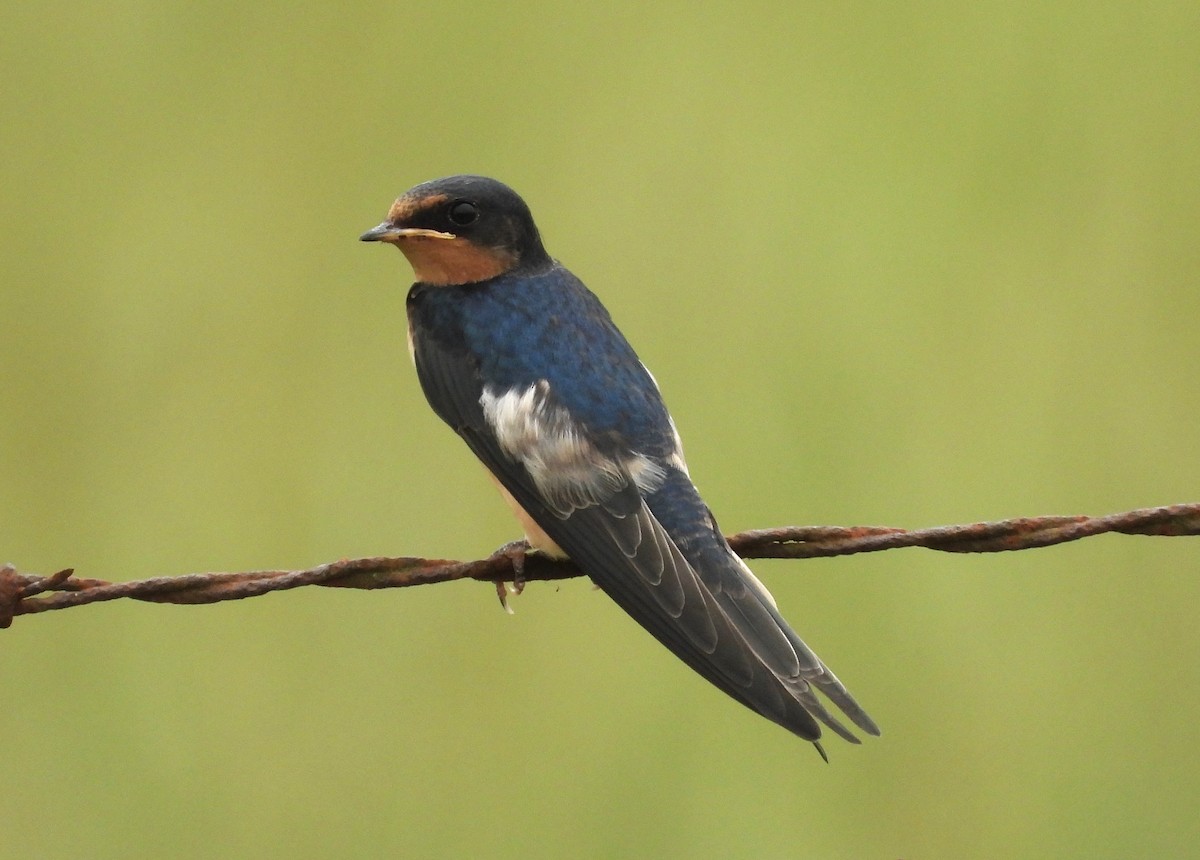 Barn Swallow - ML643207698