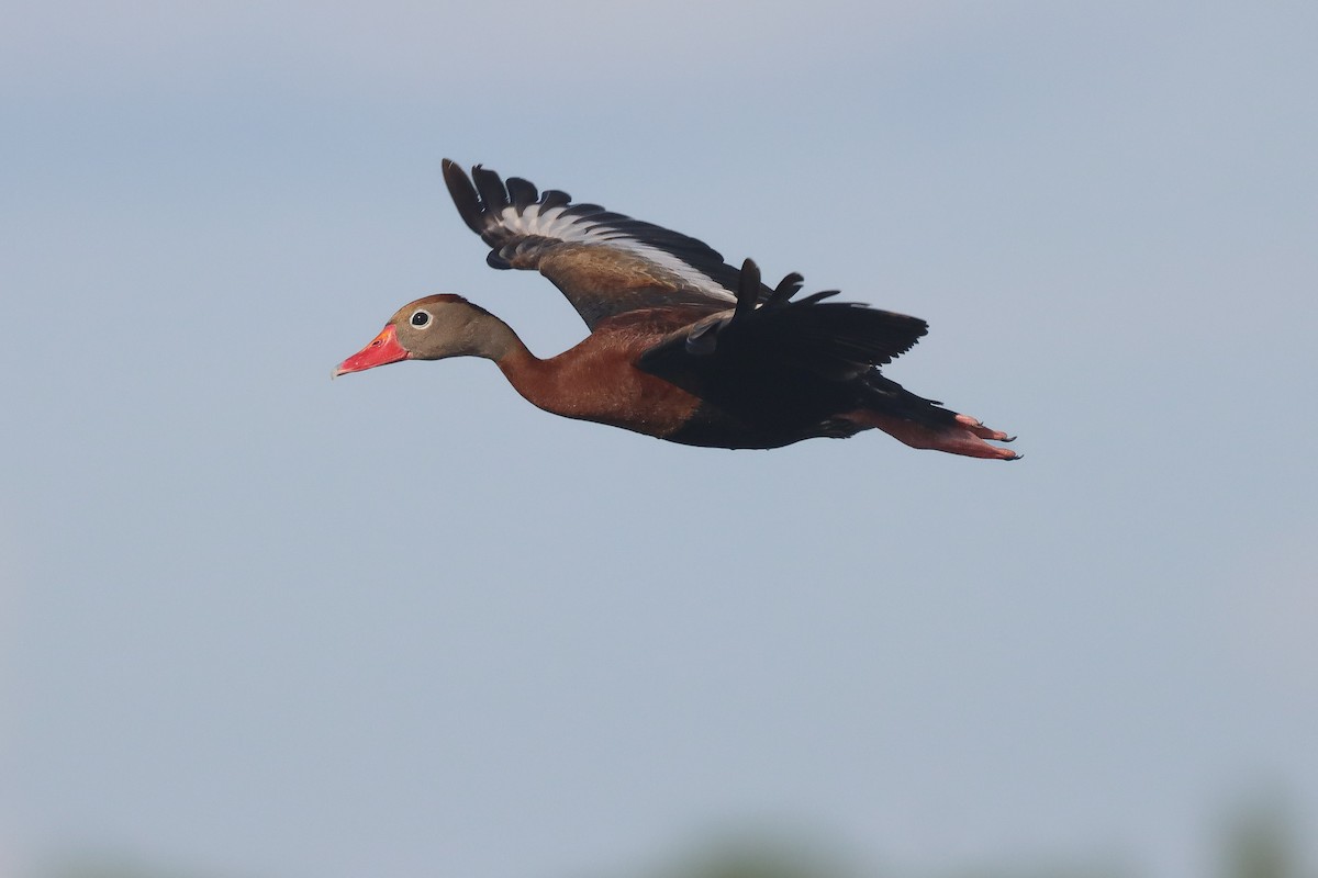 Black-bellied Whistling-Duck - ML643207707