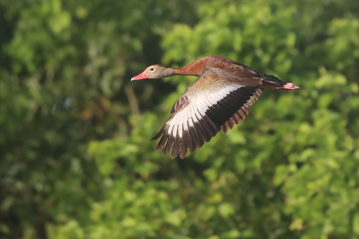 Black-bellied Whistling-Duck - ML643207708