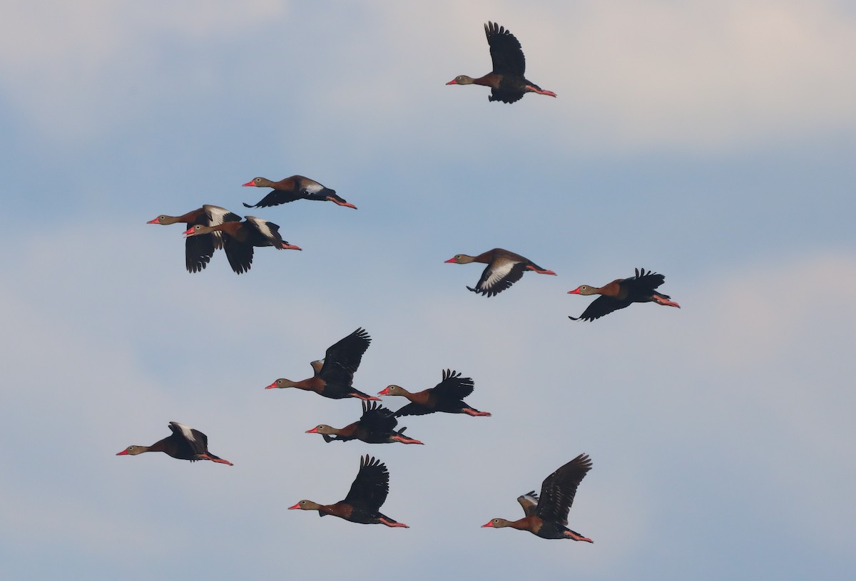 Black-bellied Whistling-Duck - ML643207709