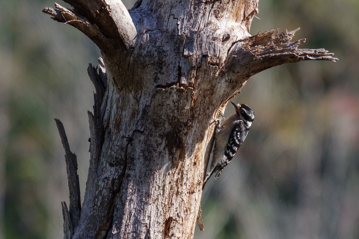 Downy Woodpecker - ML643207712