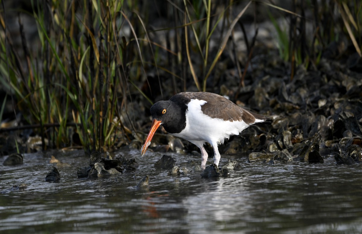 American Oystercatcher - ML643207713