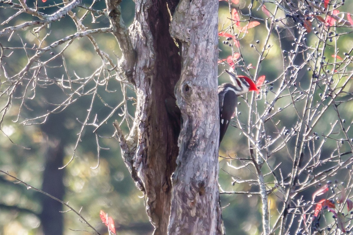 Pileated Woodpecker - ML643207733