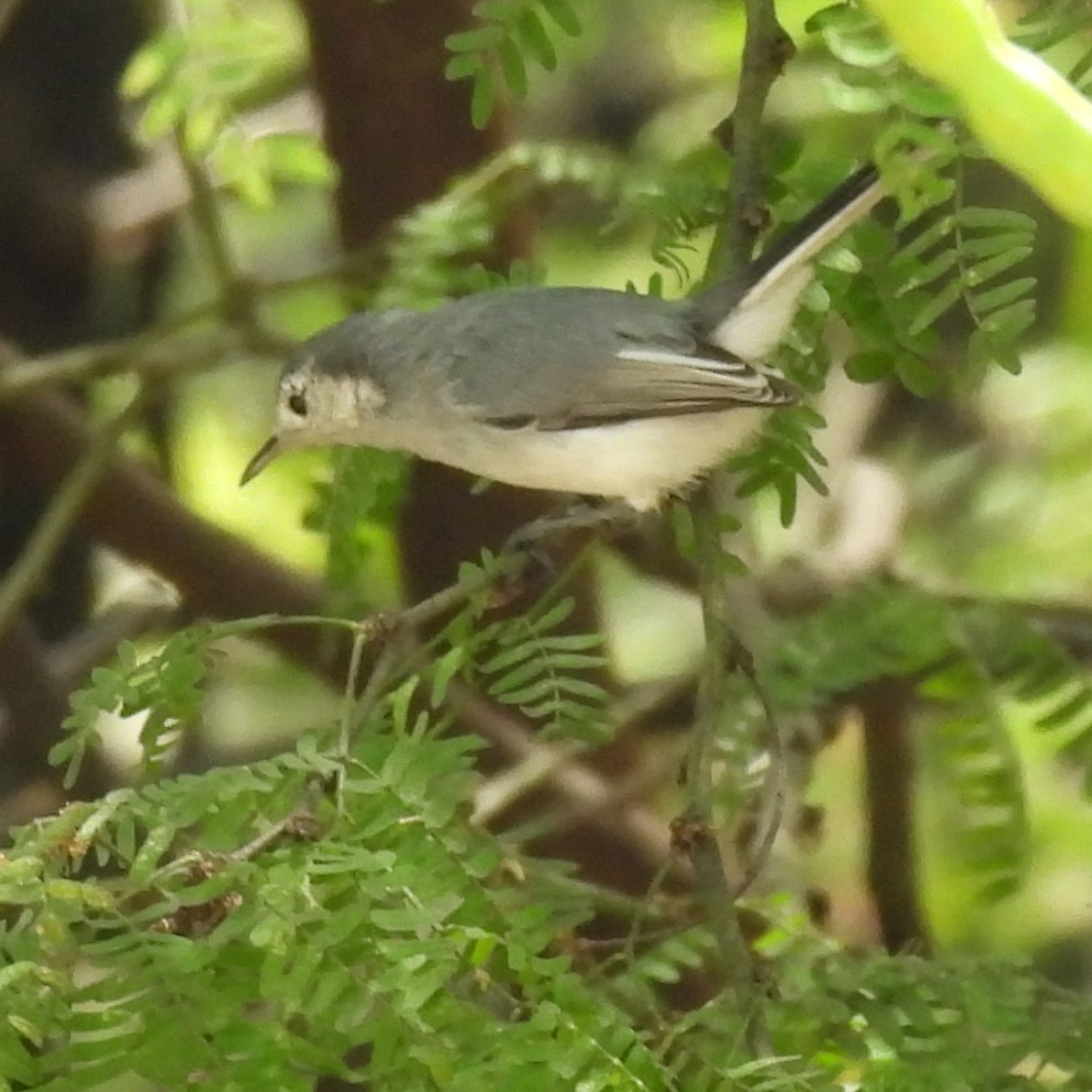 White-browed Gnatcatcher - ML643207755