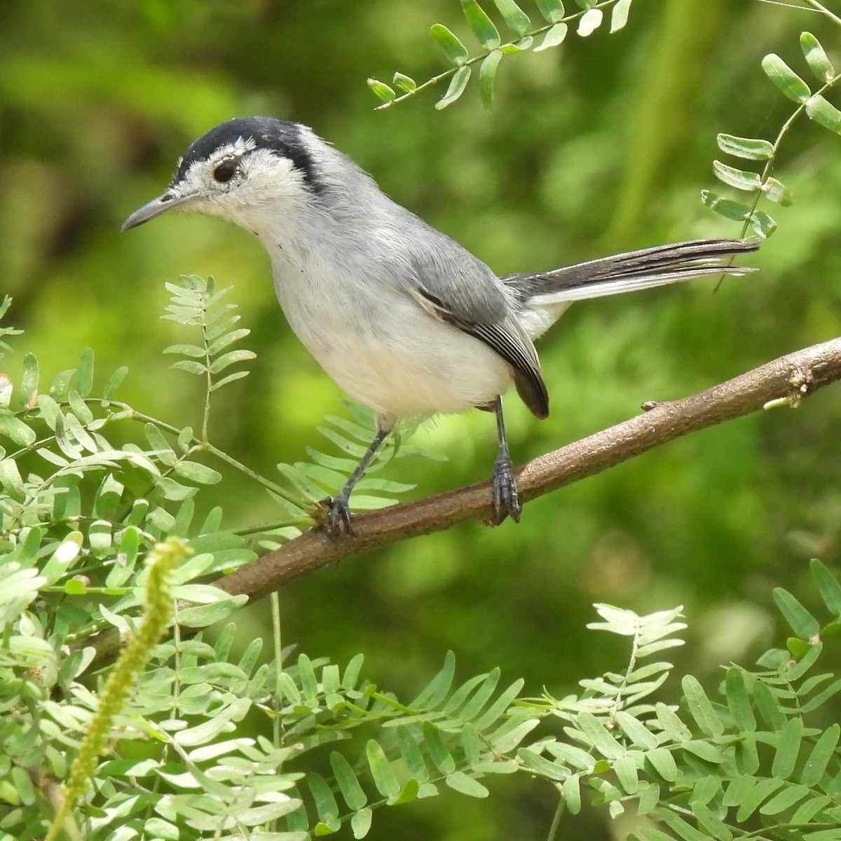 White-browed Gnatcatcher - ML643207756