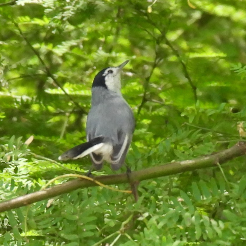 White-browed Gnatcatcher - ML643207757