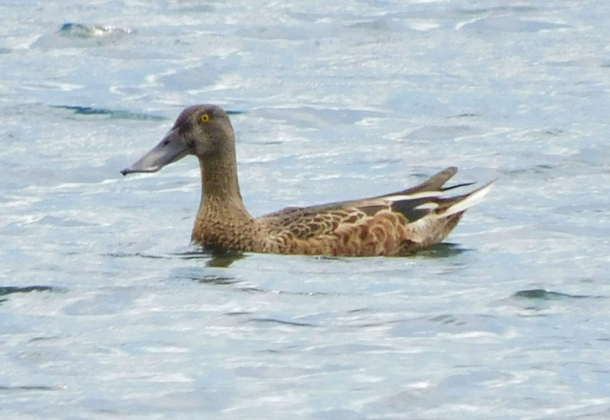 Northern Shoveler - ML643207759