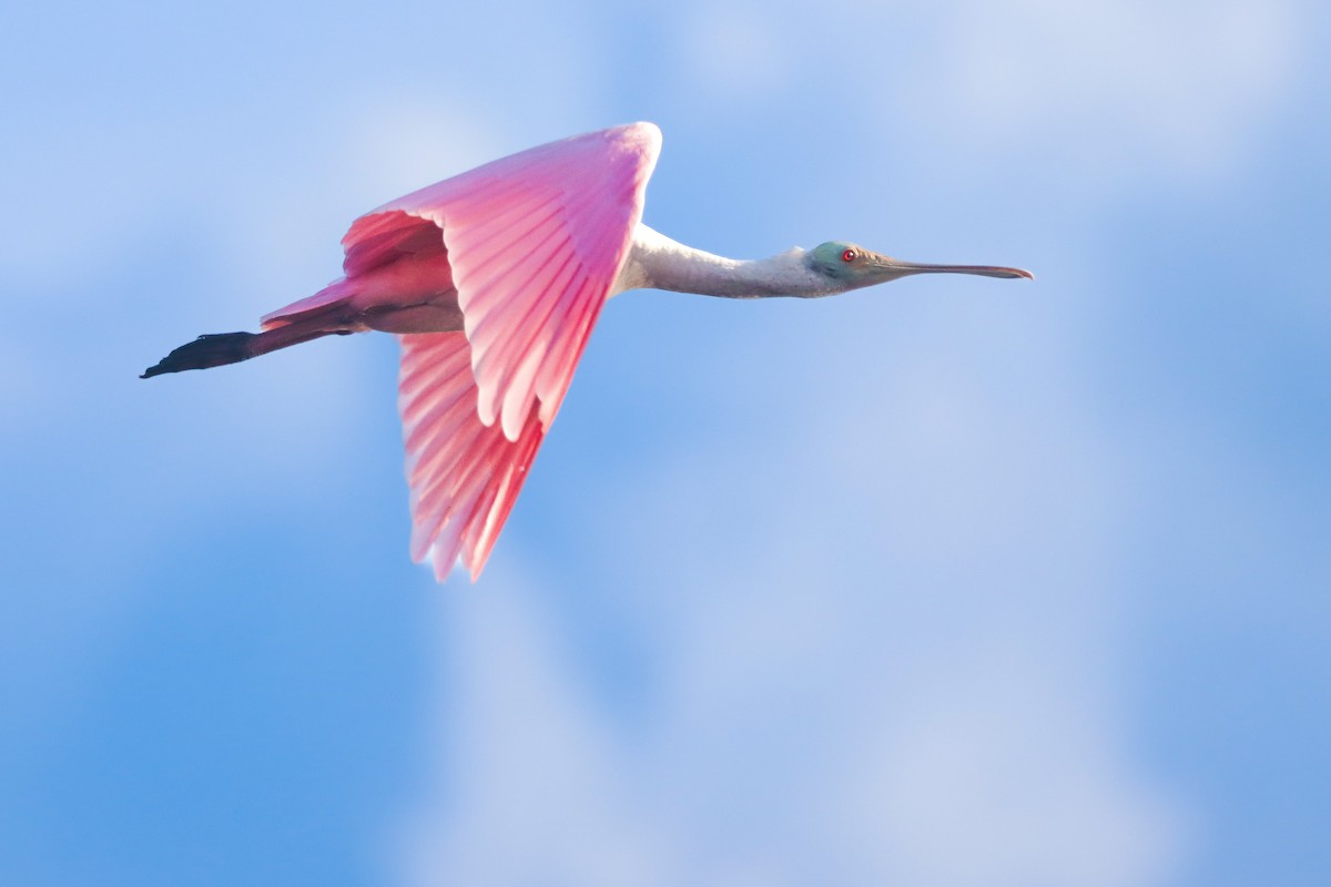 Roseate Spoonbill - ML643207763