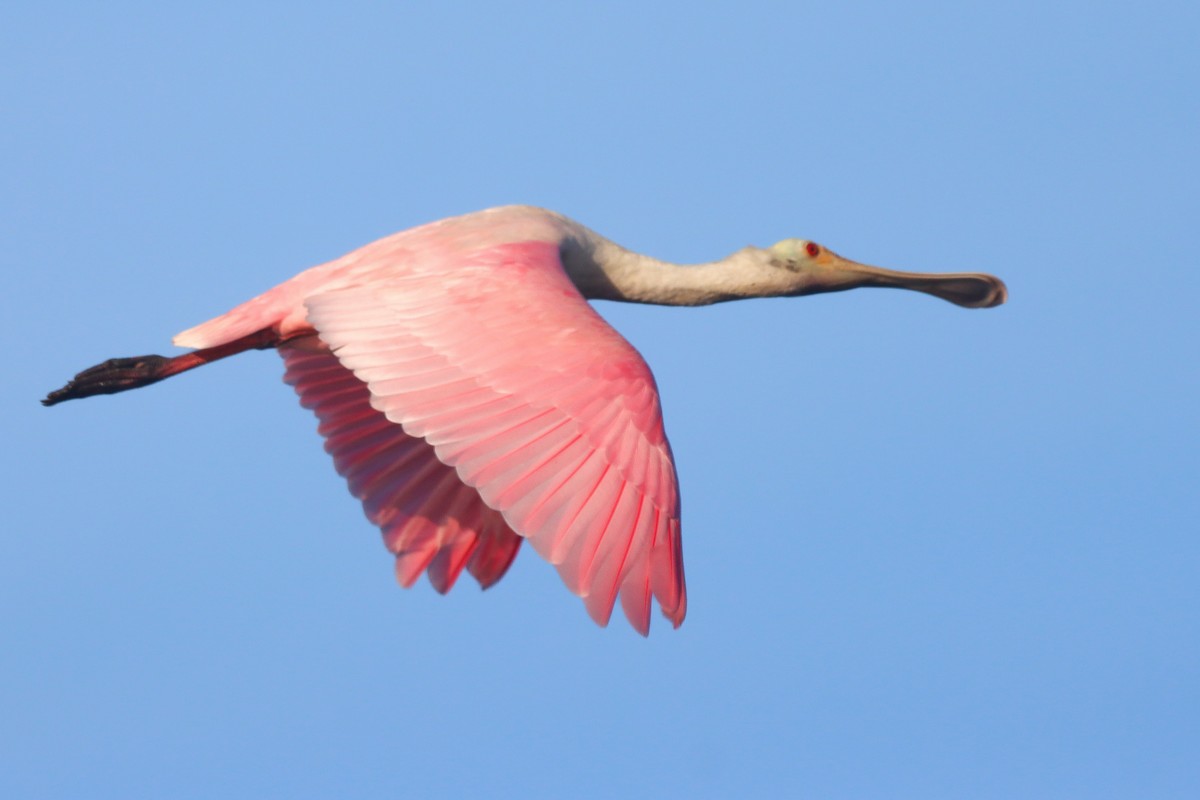 Roseate Spoonbill - ML643207764