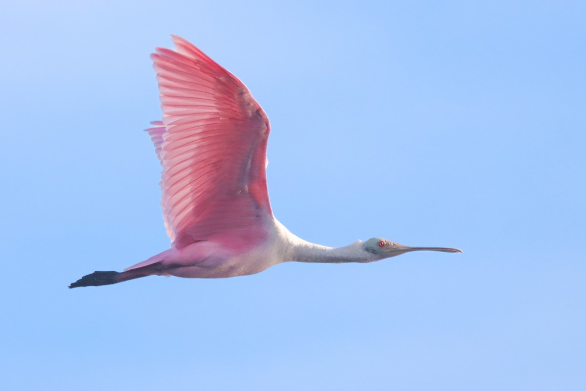 Roseate Spoonbill - ML643207765
