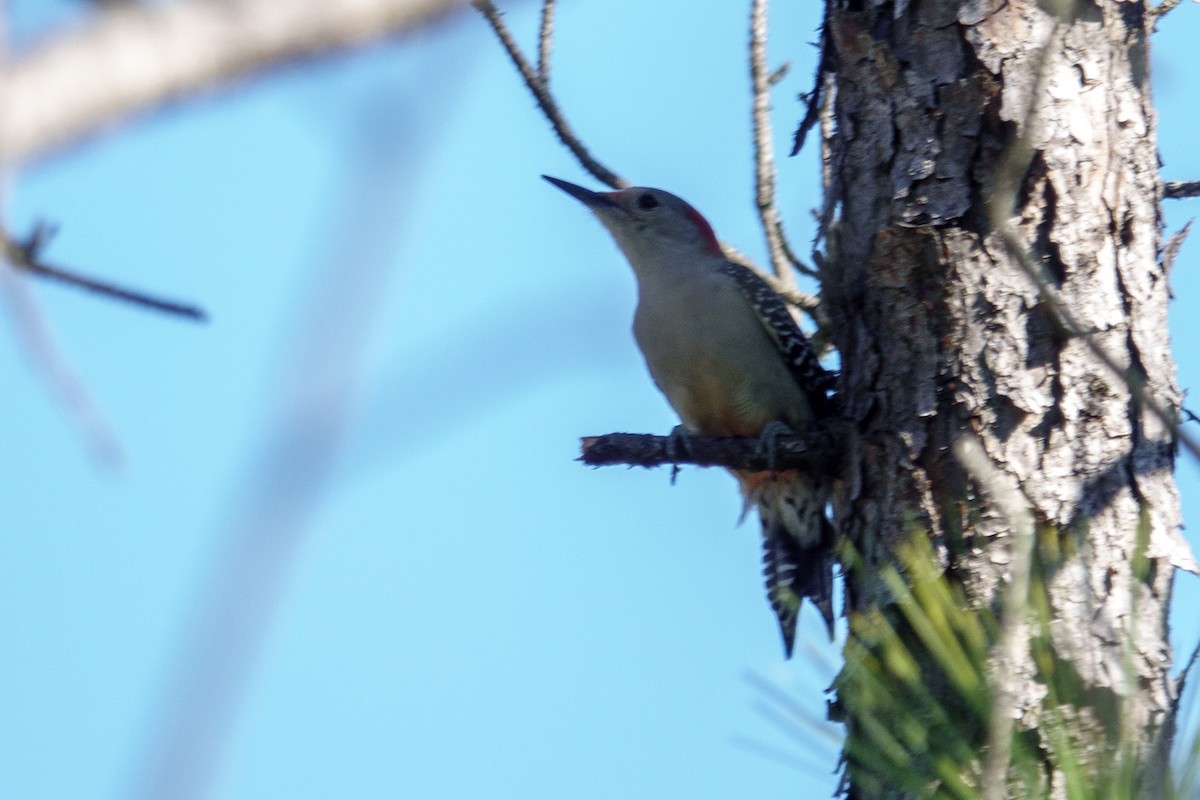 Red-bellied Woodpecker - ML643207773