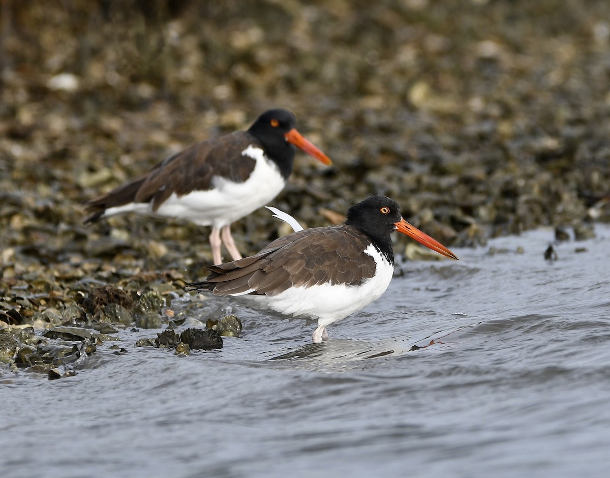 American Oystercatcher - ML643207778