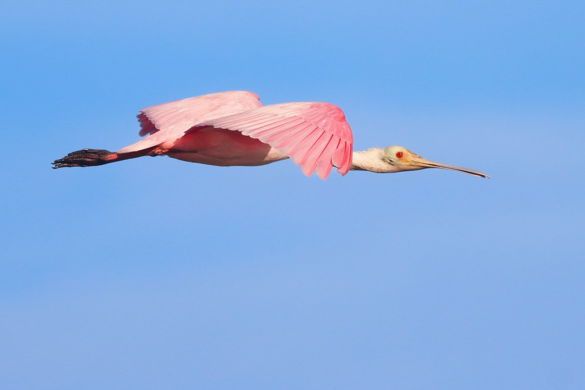 Roseate Spoonbill - ML643207797