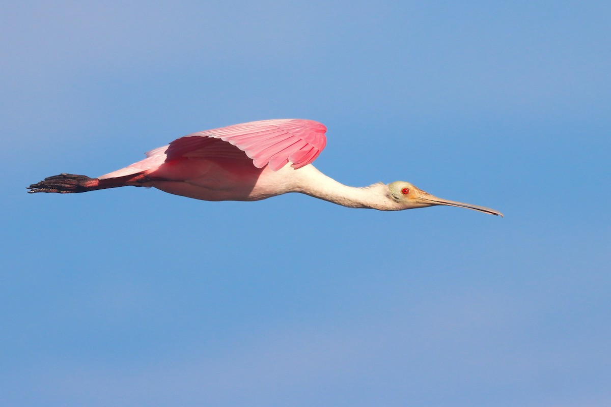Roseate Spoonbill - ML643207798