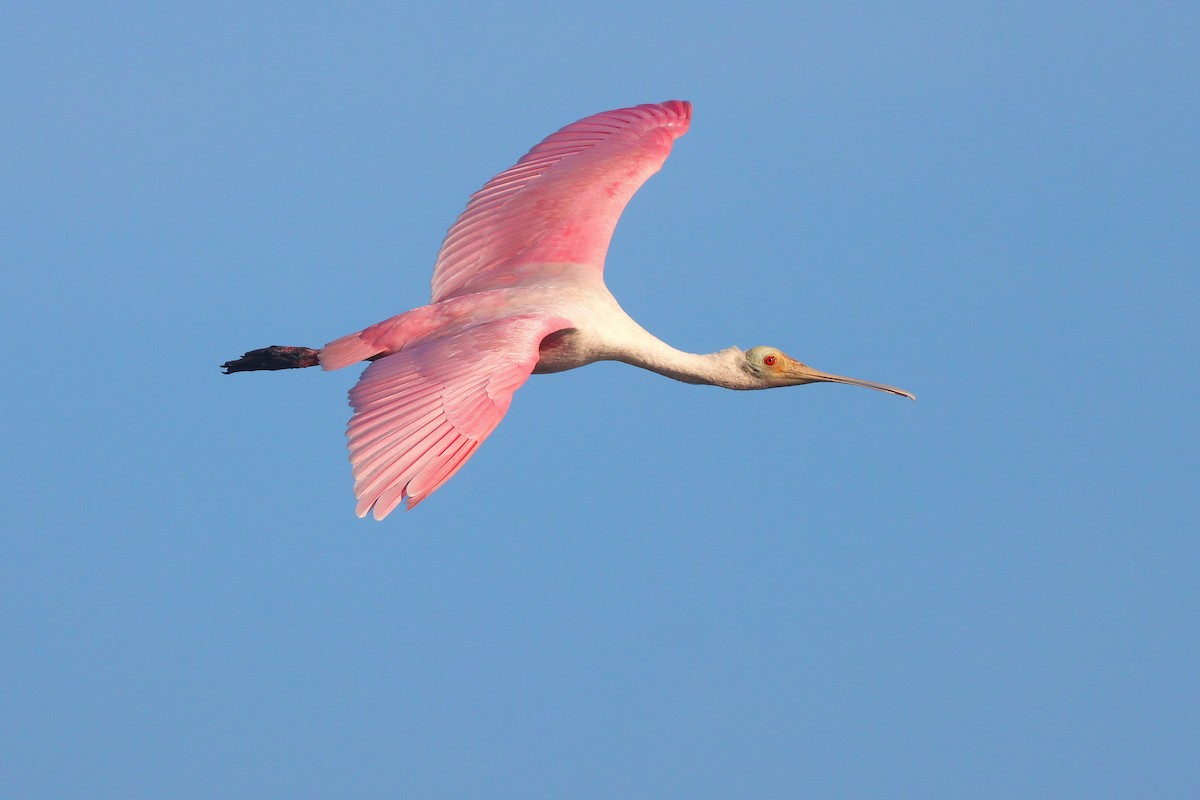 Roseate Spoonbill - ML643207799