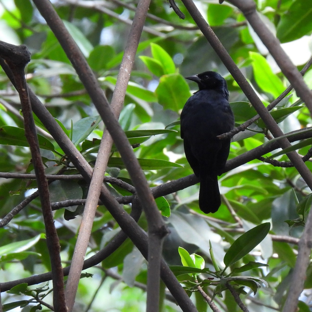Scrub Blackbird - ML643207800