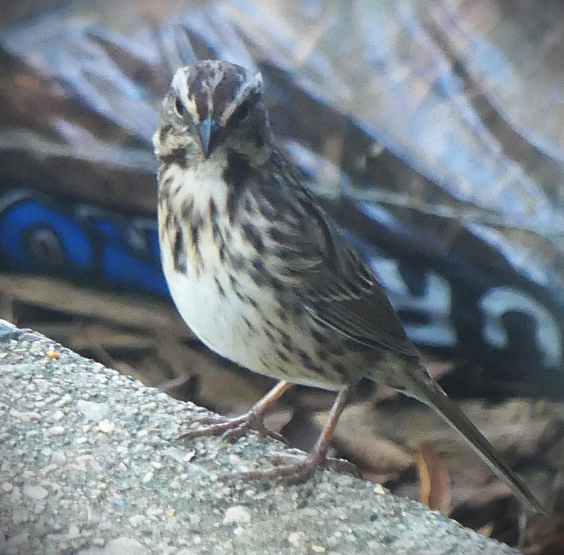 ウタスズメ - ML643207826