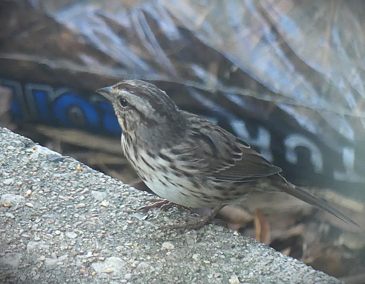 ウタスズメ - ML643207827