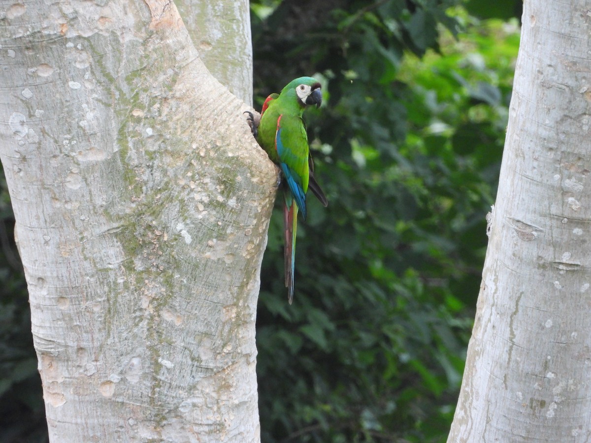 Chestnut-fronted Macaw - ML643207831