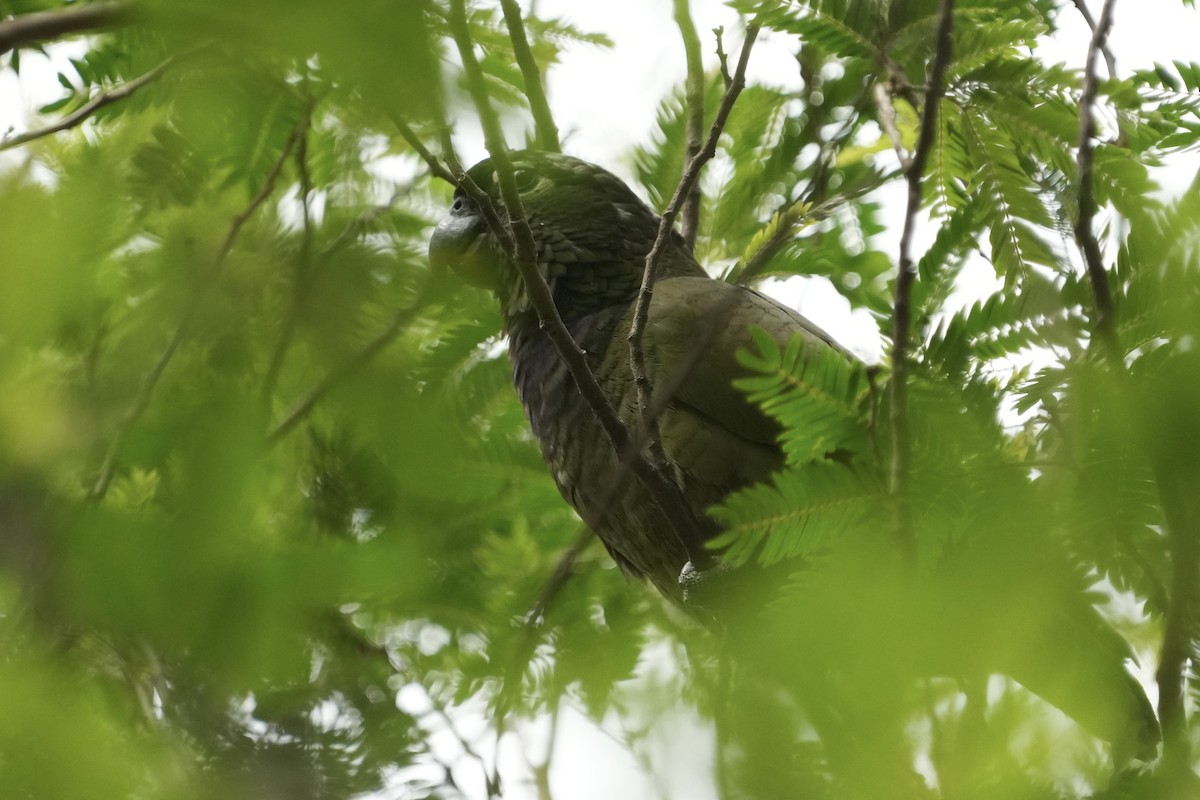 Scaly-headed Parrot - ML643207839
