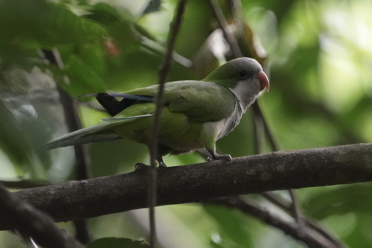 Monk Parakeet - ML643207850