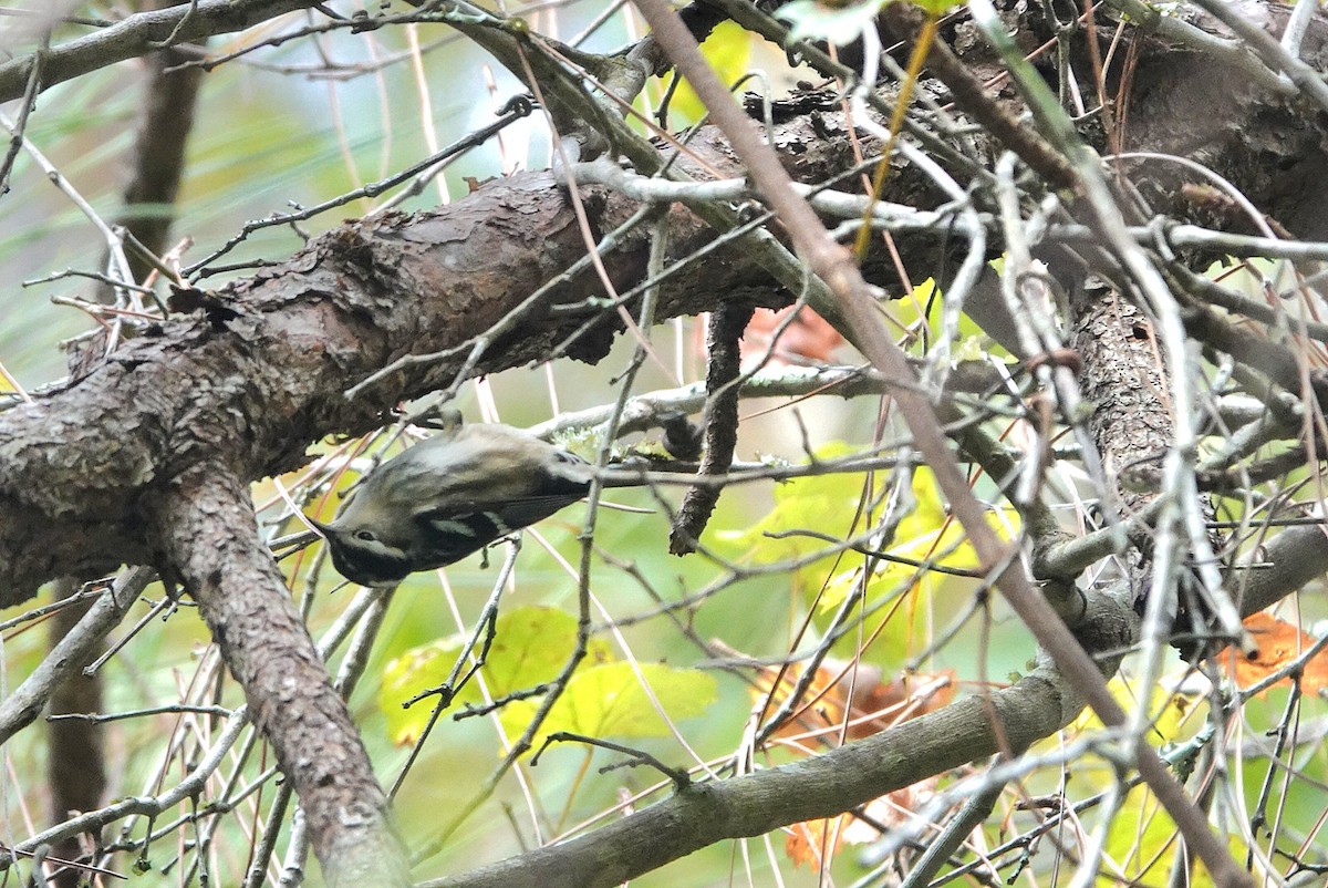 Black-and-white Warbler - ML643207858