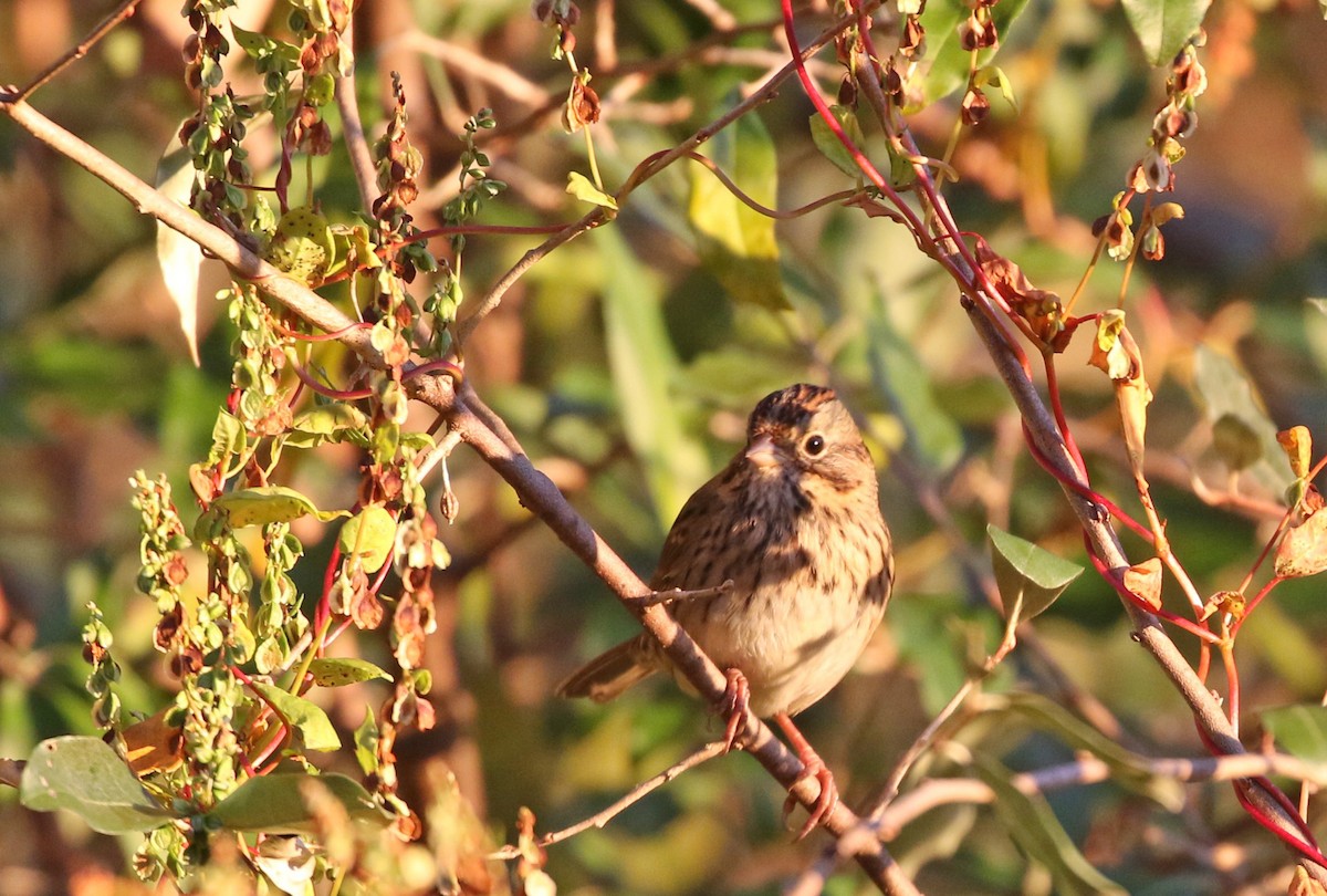 Lincoln's Sparrow - ML643207905