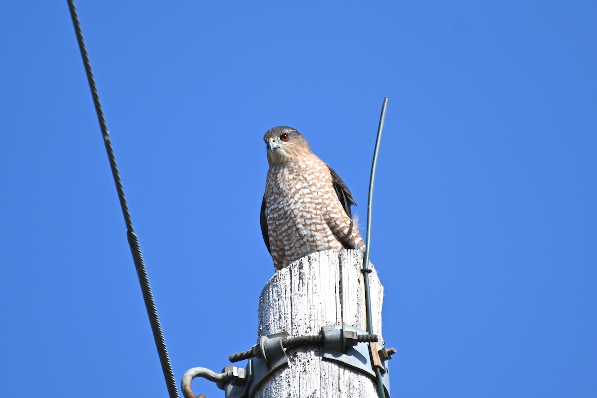 Cooper's Hawk - Pete Fehr