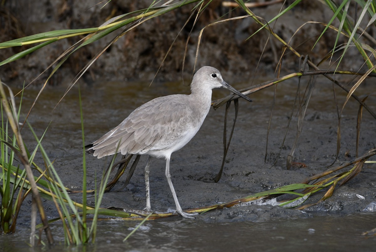 Willet - ML643207934
