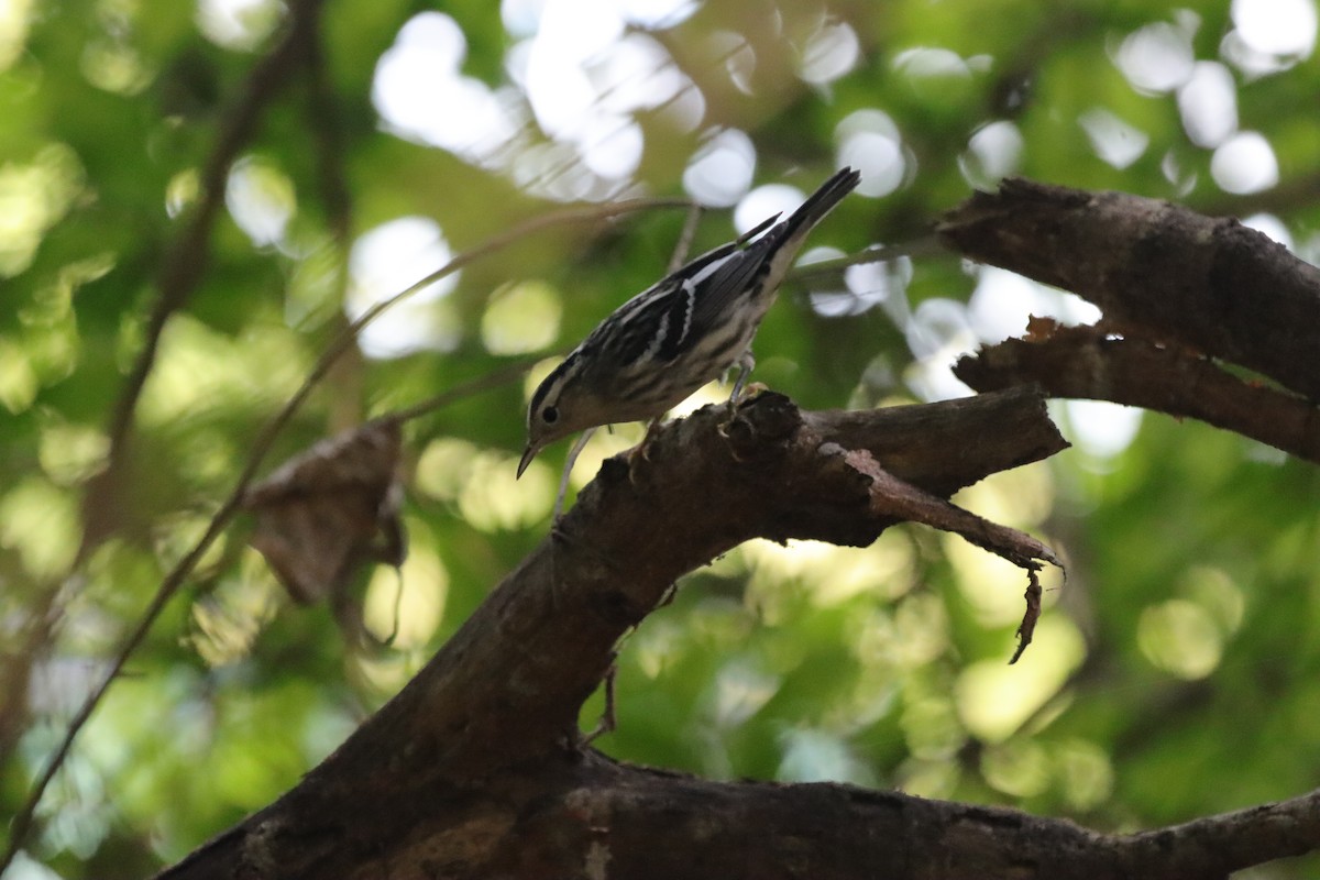 Black-and-white Warbler - ML643207935