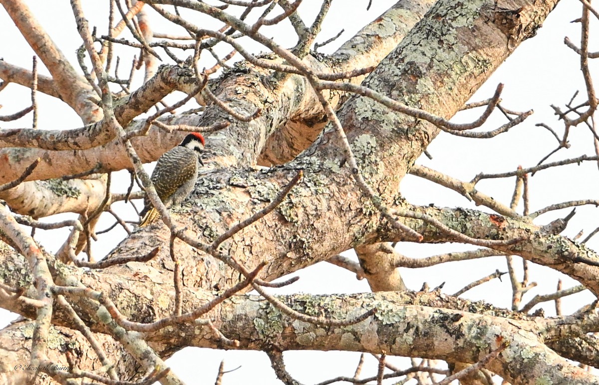 Bearded Woodpecker - ML643207955