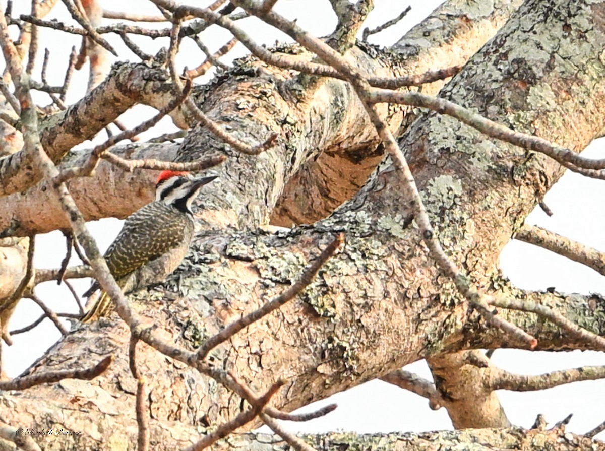 Bearded Woodpecker - ML643207956