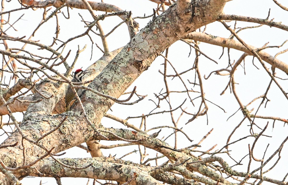Bearded Woodpecker - ML643207957