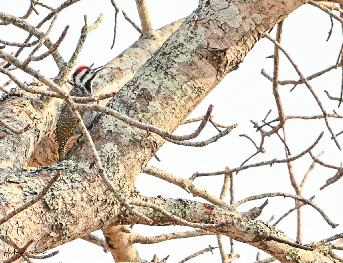 Bearded Woodpecker - ML643207958