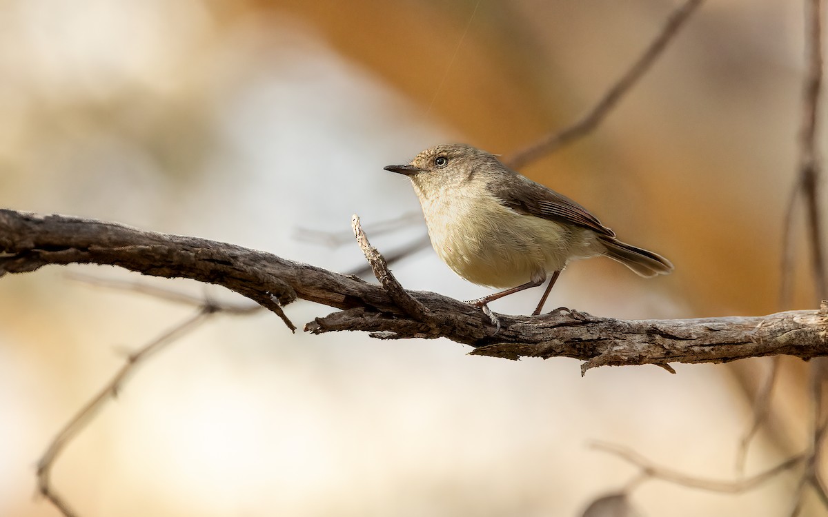 Western Thornbill - ML643207980