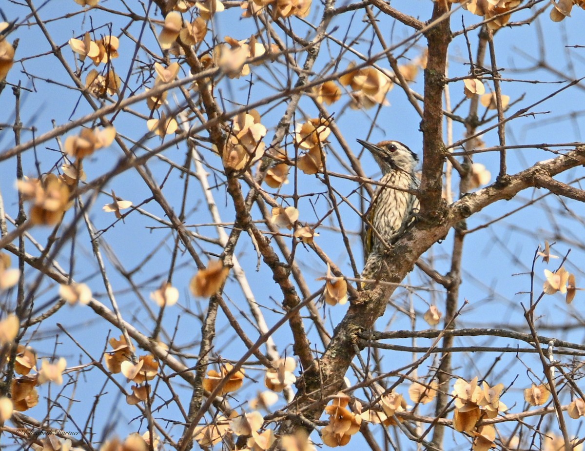 Cardinal Woodpecker - ML643207993