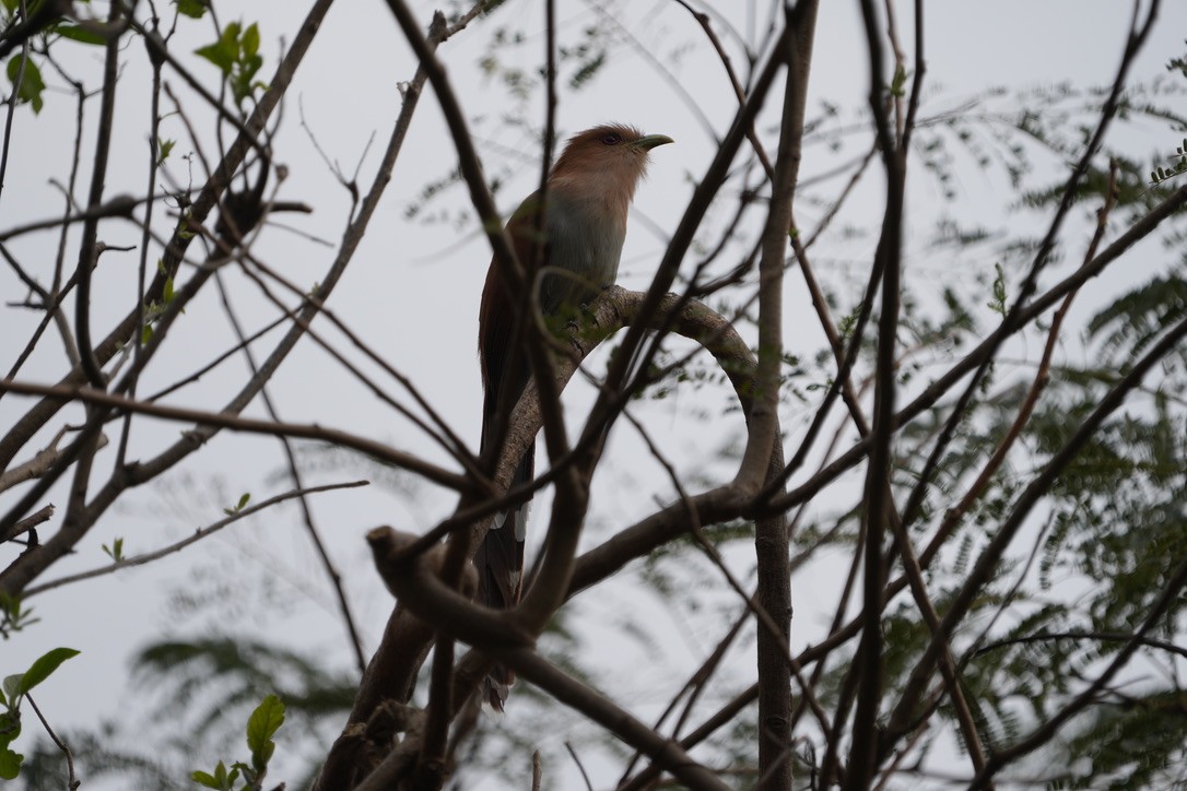 Squirrel Cuckoo - ML643208012