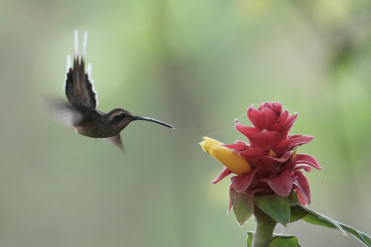 Planalto Hermit - ML643208017