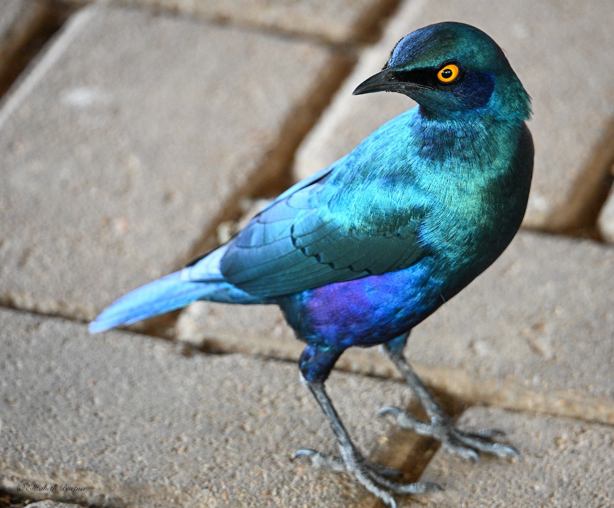 Greater Blue-eared Starling - ML643208020