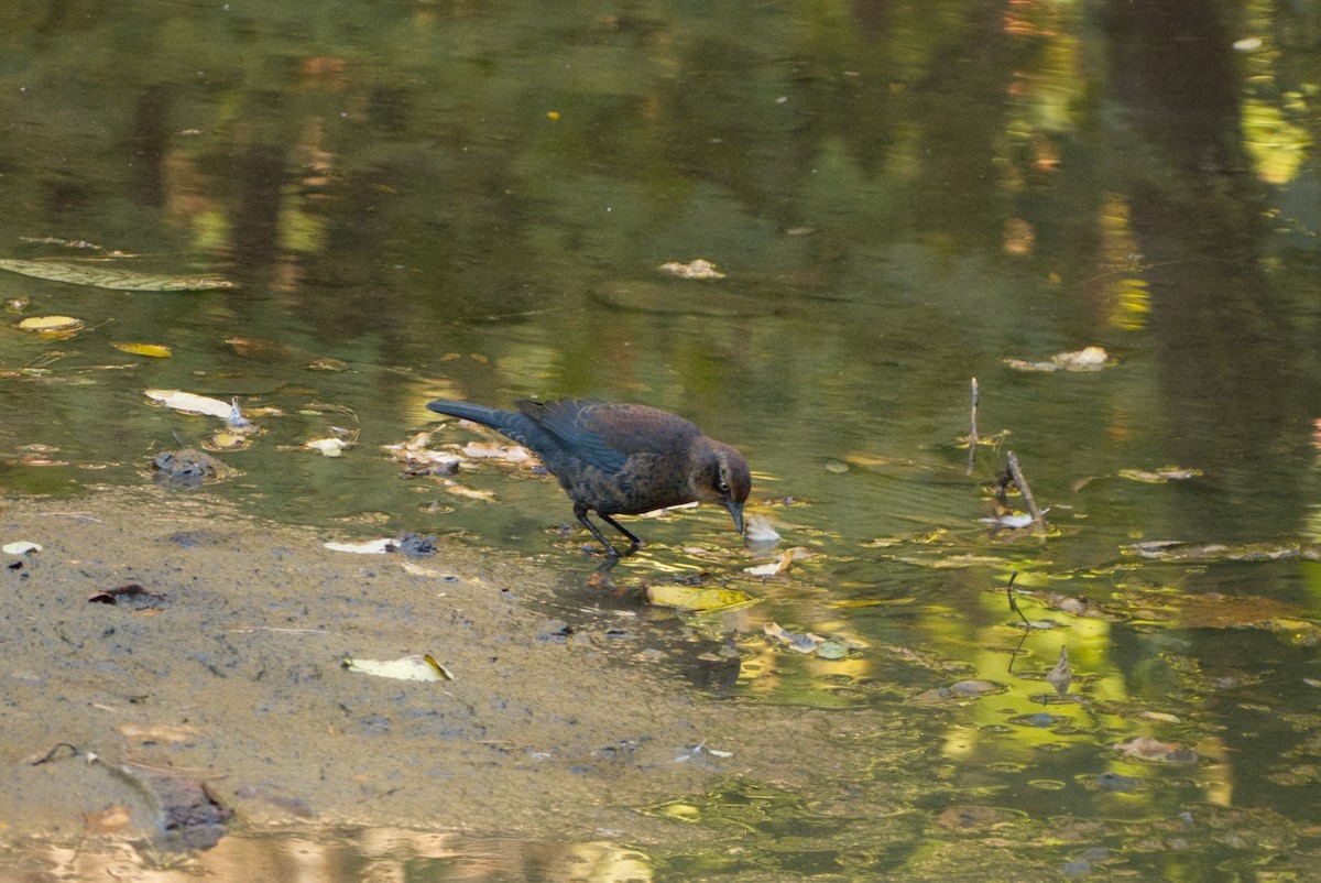 Rusty Blackbird - ML643208038