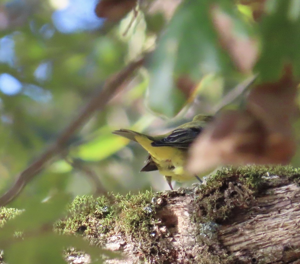 Scarlet Tanager - ML643208051