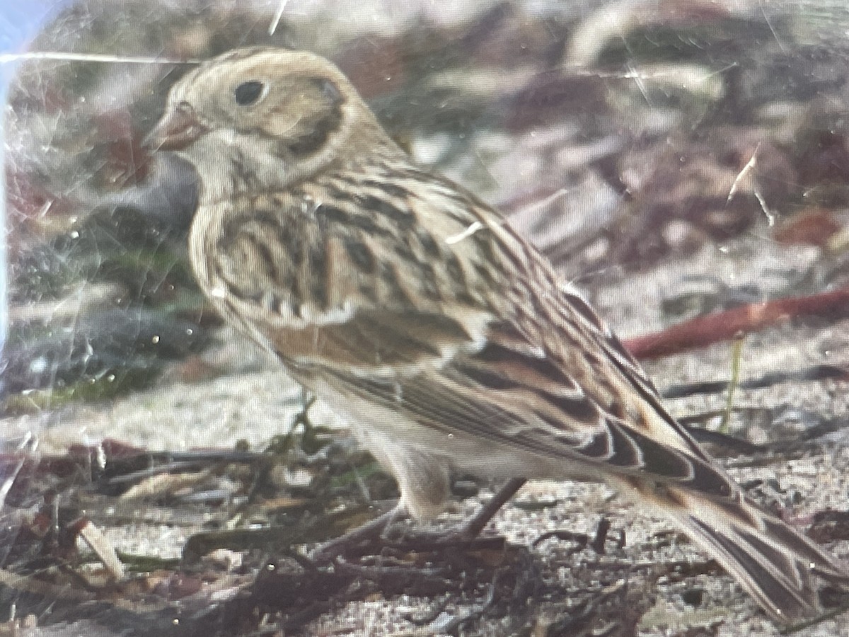 Lapland Longspur - ML643208052
